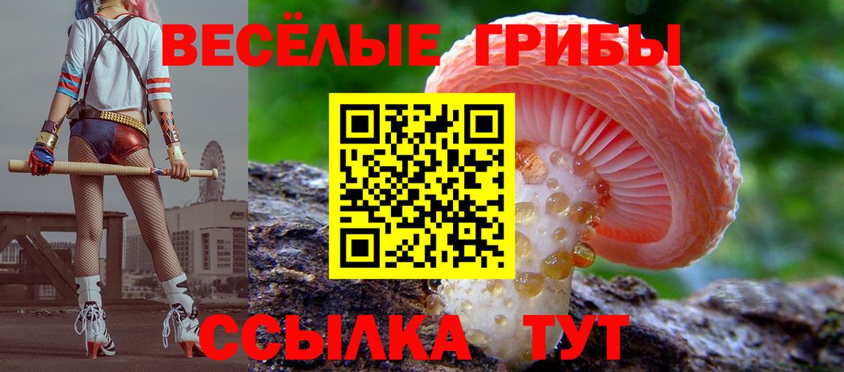 Псилоцибиновые грибы Cubensis  Вход с VPN  Кольчугино 